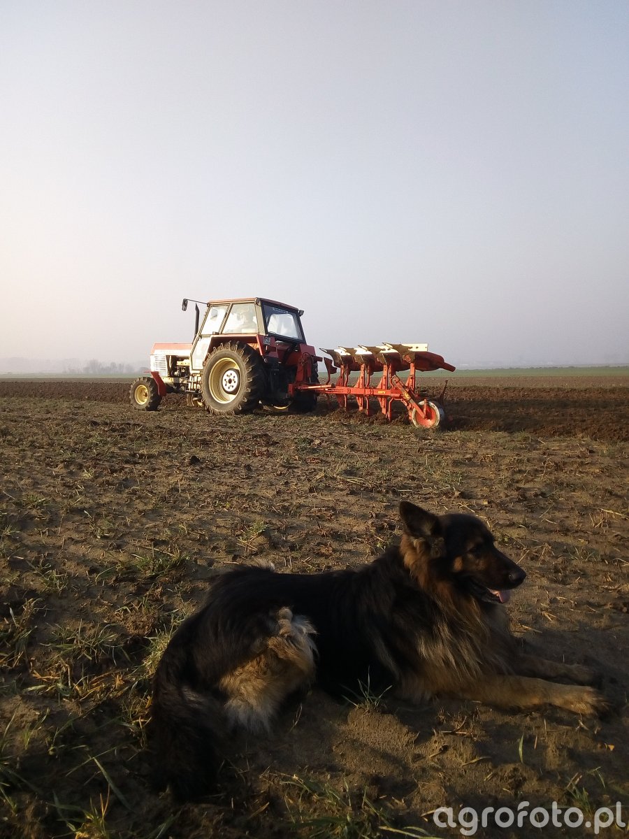 Ursus 1212 Pług Niemeyer Delta2 180