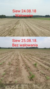 Wałowanie rzepaku