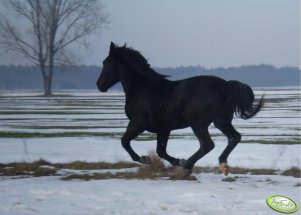 Wilis rasa Śląska