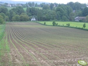 wschodząca kukurydza