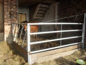 Wygrodzenie dla jałówek 