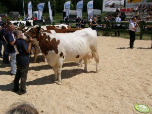 Wystawa bydła podczas Targów Opolagra 2012