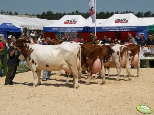Wystawa krów podczas Targów Opolagra 2012