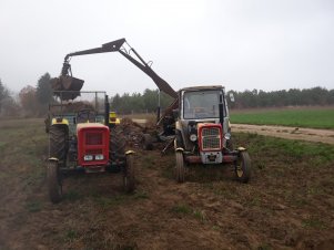 wywóz obornika pod ziemniaki 