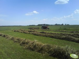 Z pająkiem po zgrabianiu