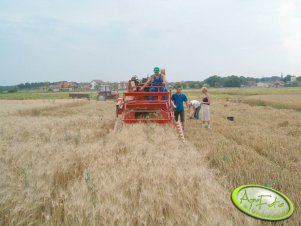 Zbieram pszenice twardą z mojego doswiadczenia