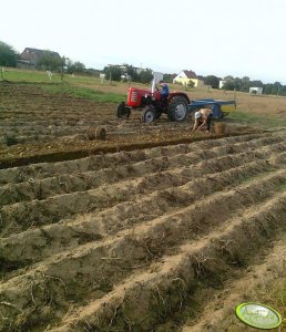 Zetor 3011 + Kopaczka Do Ziemniaków