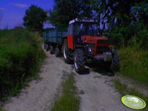 Zetor 8145 z przyczepami