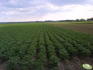 Ziemniaki 29.05.2011