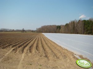 Ziemniaki pod agrowlokniną