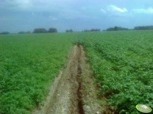 Ziemniaki Tajfun i Cyprian