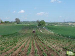 Ziemniaki wczesne 5.05.2012