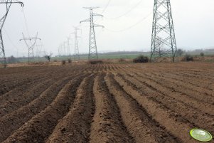 Ziemniaki wczesne i normalne