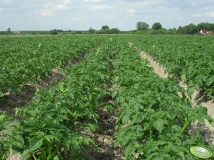 Ziemniki Przemysłowe - GLADA