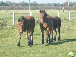 Źrebaki zimnokrwiste