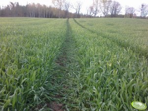 Żytko hybrydowe z 26.04.2012