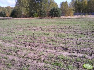 Żyto Dańkowskie Diament 