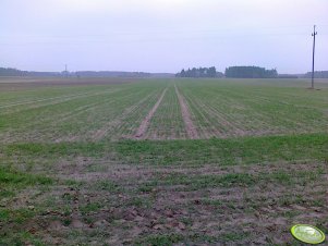 Żyto Dańkowskie Diament