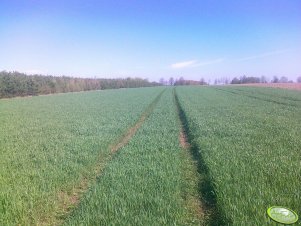 Żyto Dańkowskie Diament