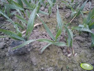 Żyto Dańkowskie GRUDZIEŃ 2011