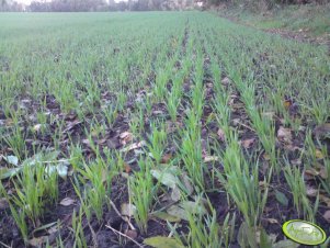 Żyto Dańkowskie Złote