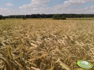 Żyto hybrydowe AMATO 