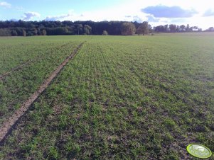 Żyto hybrydowe Minello