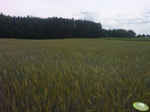 Żyto hybrydowe Minello