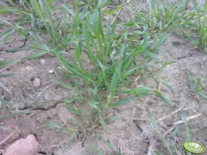 Żyto hybrydowe Minello