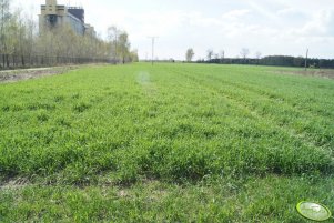 Żyto hybrydowe Palazzo