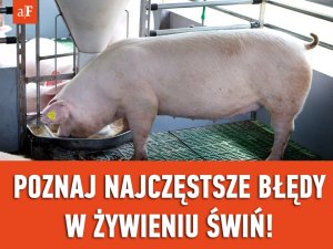 Żywienie świń