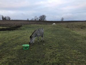 Mazurska zebra