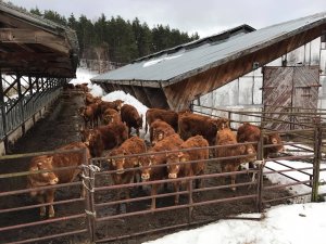 Odsadki Limousine