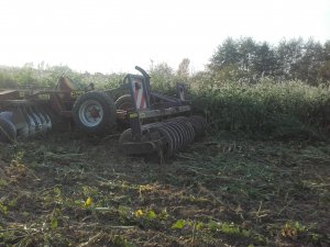 Rzodkiew oleista na poplon