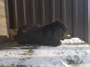 Baran Francuski Czarny