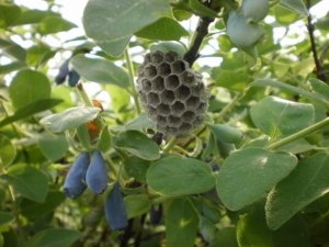 Gniazdo os w jagodzie