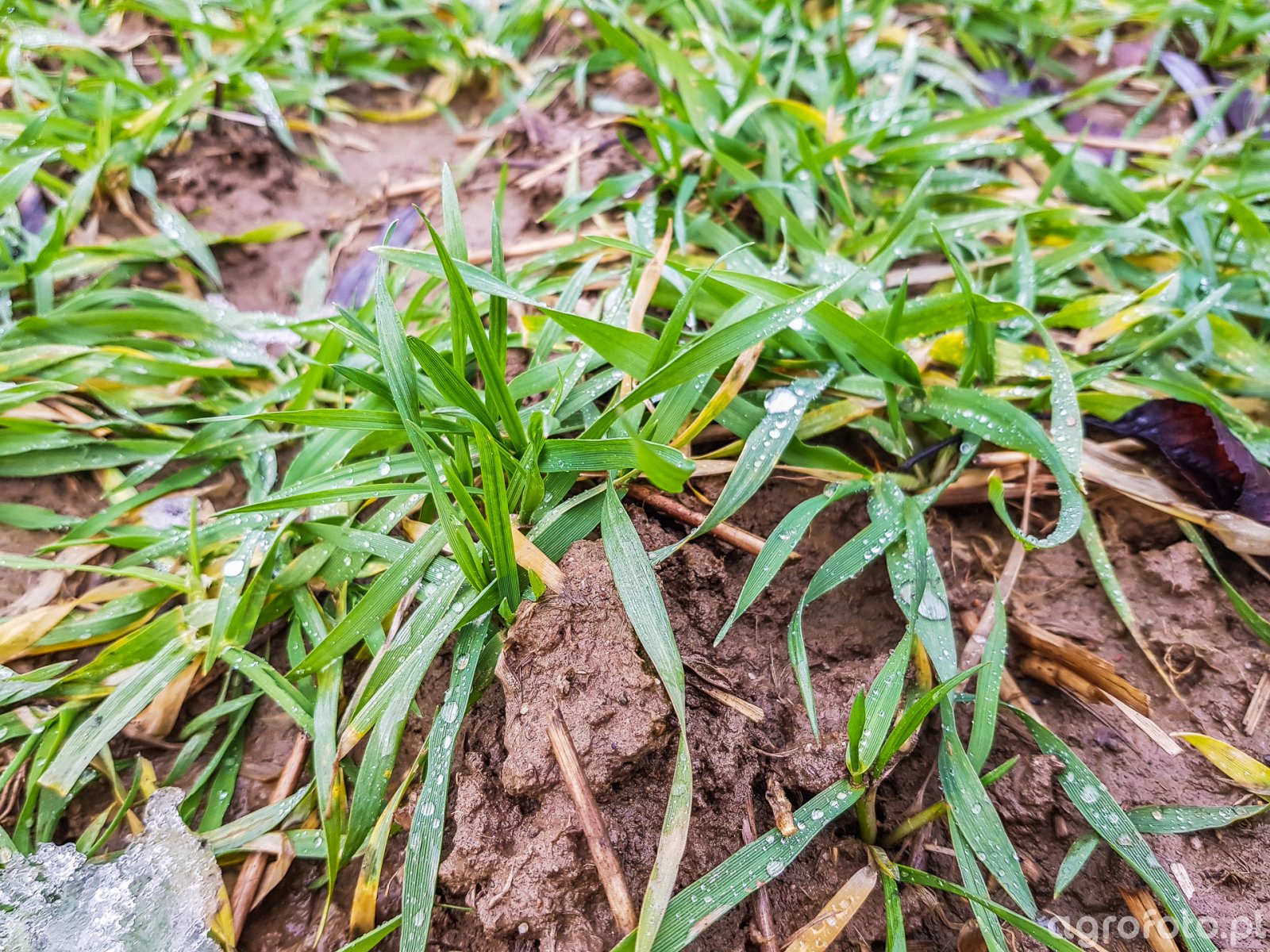 Jęczmień ozimy Mirabelle, Su Vireni, Hylona F1 - 12.01.2019