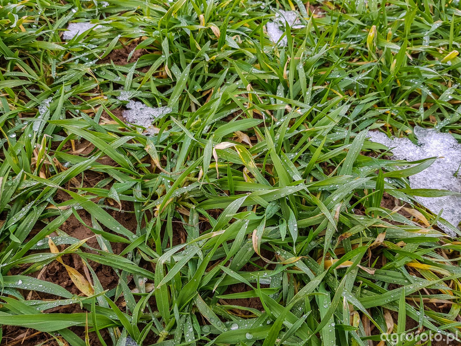 Jęczmień ozimy Mirabelle, Su Vireni, Hylona F1 - 12.01.2019