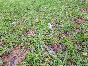 Jęczmień ozimy Mirabelle, Su Vireni, Hylona F1 - 12.01.2019