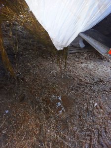 Kiszonka z jęczmienia GPS