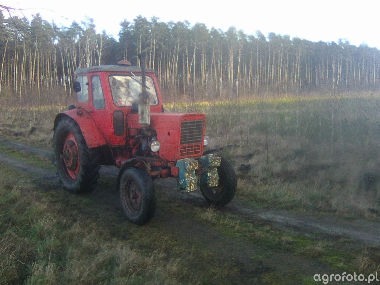 Fotografia traktor MTZ 50 #744786 - Galeria rolnicza agrofoto