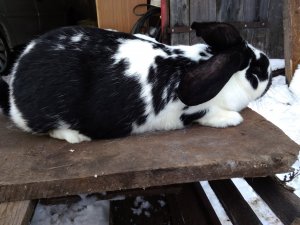 Samica Krzyżówka BF i OSC