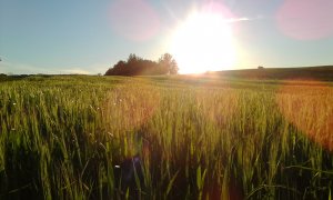 Zboże w słońcu