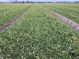 Jęczmień KWS Kosmos 23.02.2019