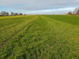 Jęczmień ozimy Hylona F1 - 24.02.2019