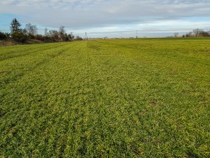 Jęczmień ozimy Mirabelle, Su Vireni- 24.02.2019