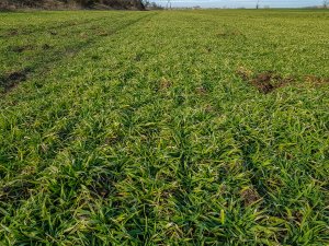 Jęczmień ozimy Mirabelle - 24.02.2019