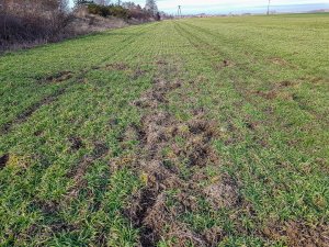 Jęczmień ozimy Mirabelle - 24.02.2019