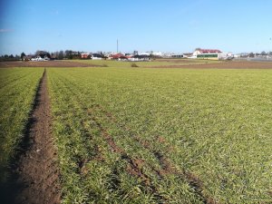 Jęczmień ozimy Sandra - stan 27.02