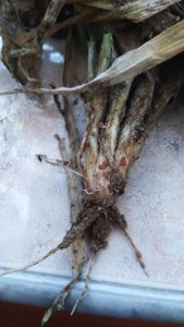 Jęczmień ozimy torrero